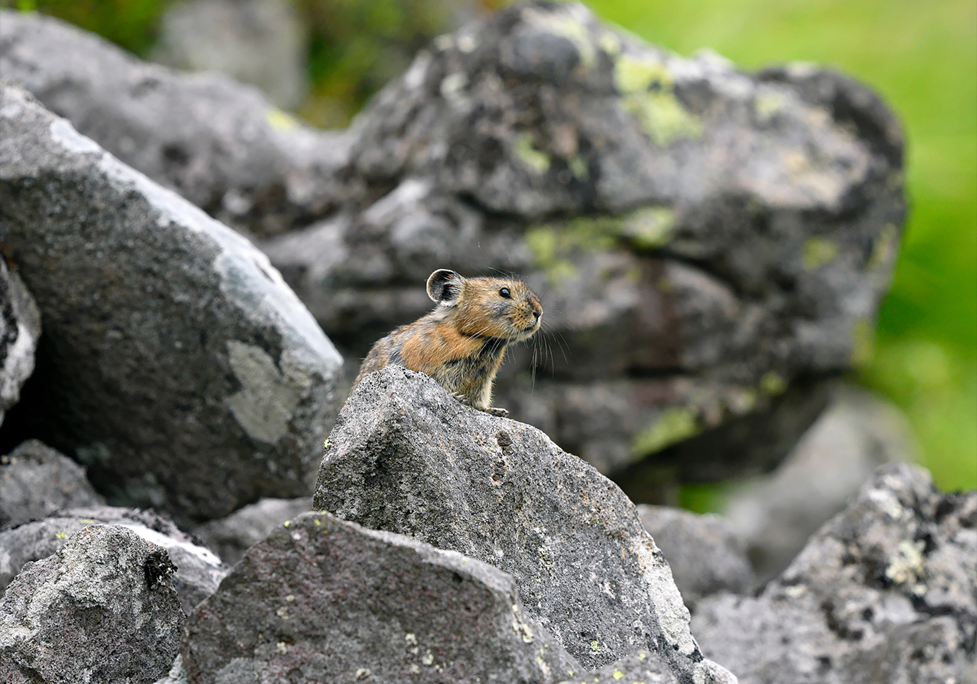 然別のナキウサギの写真
