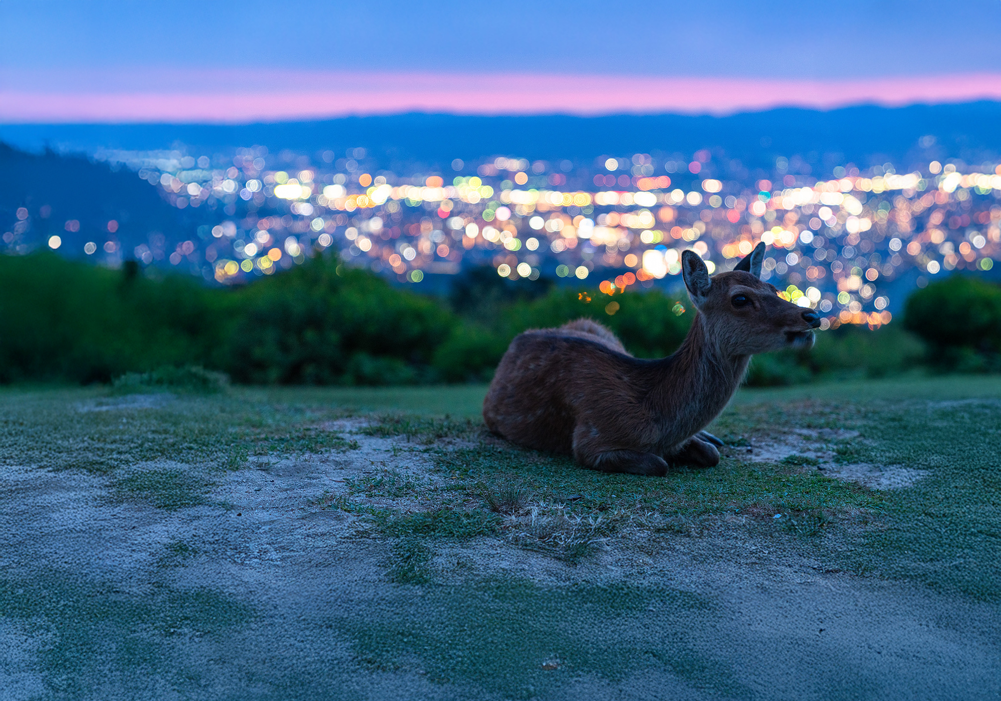 鹿と町の灯りの写真